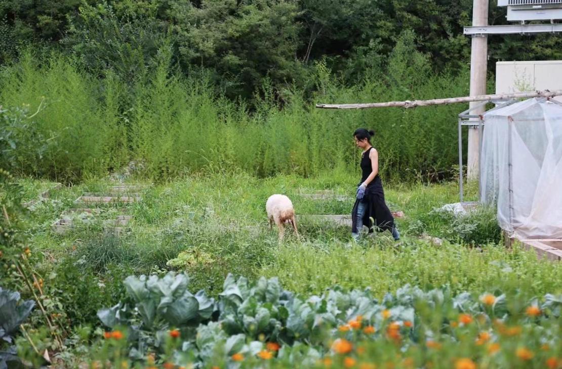 Hotel Hobo Farm Miyun Zewnętrze zdjęcie